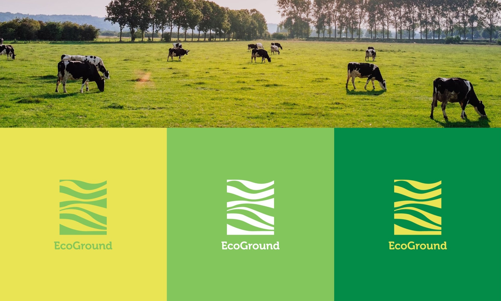 Cows grazing above three logo tiles in yellow, leaf and field green